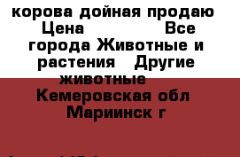 корова дойная продаю › Цена ­ 100 000 - Все города Животные и растения » Другие животные   . Кемеровская обл.,Мариинск г.